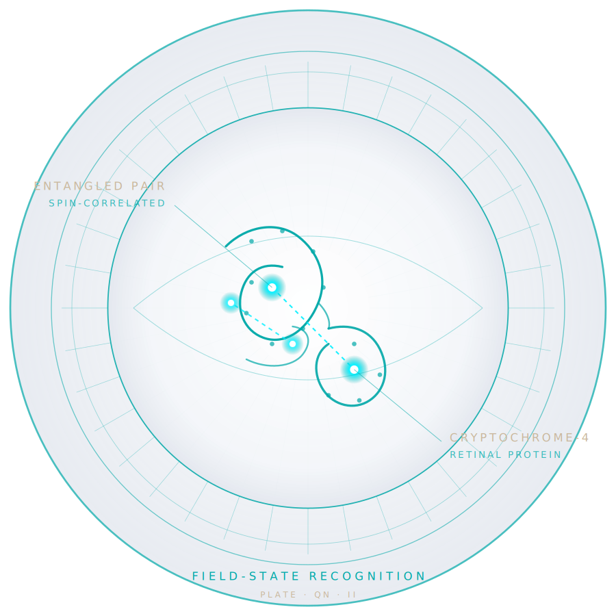 Plate QN II · Cryptochrome-IV